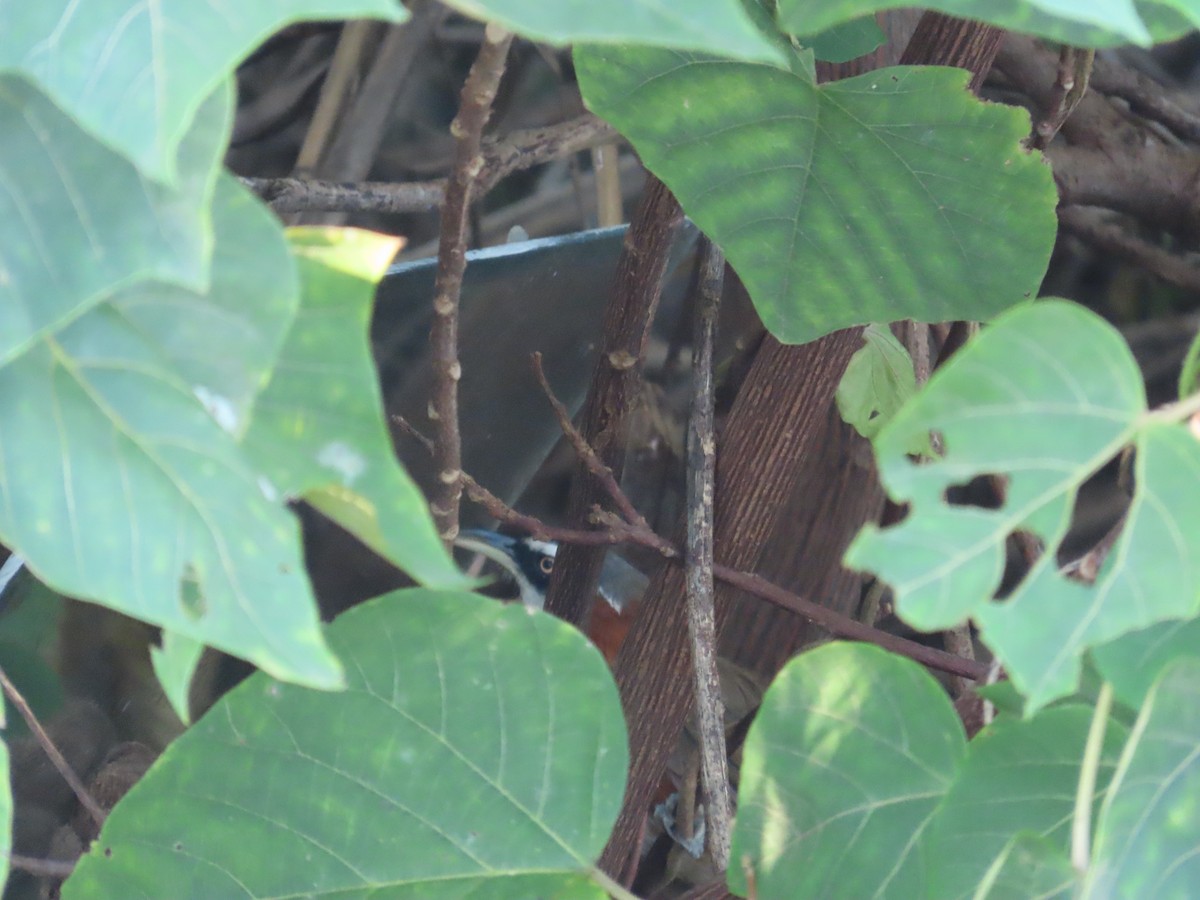 Taiwan Scimitar-Babbler - ML645205291