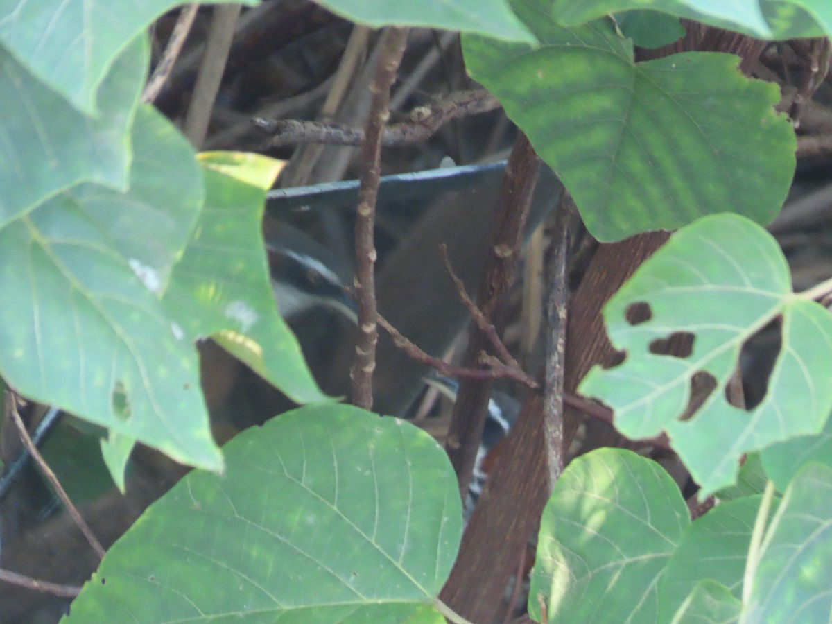 Taiwan Scimitar-Babbler - ML645205292