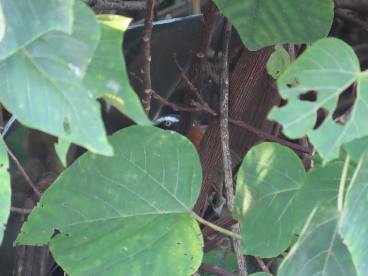 Taiwan Scimitar-Babbler - ML645205293