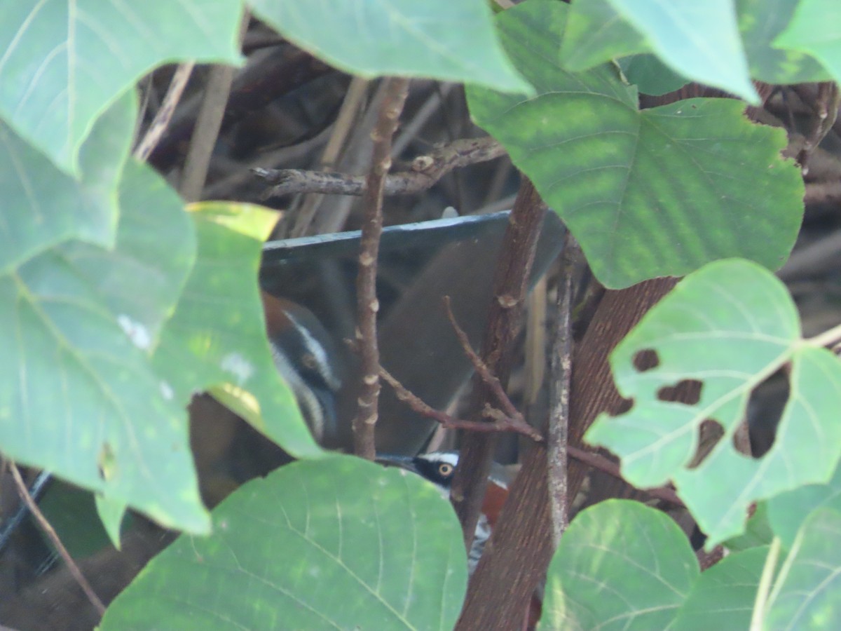 Taiwan Scimitar-Babbler - ML645205294