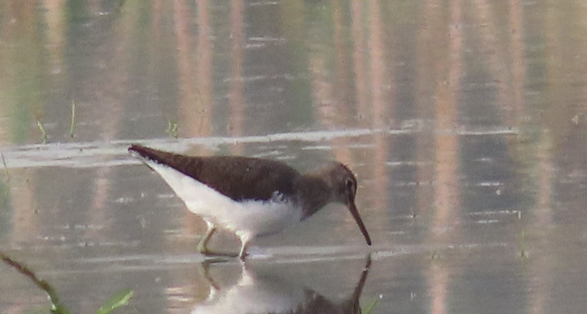 Green Sandpiper - ML645205295