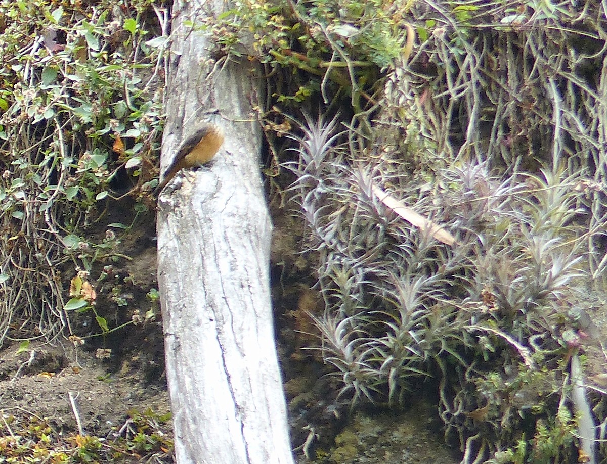 Streak-throated Bush-Tyrant - ML645205296