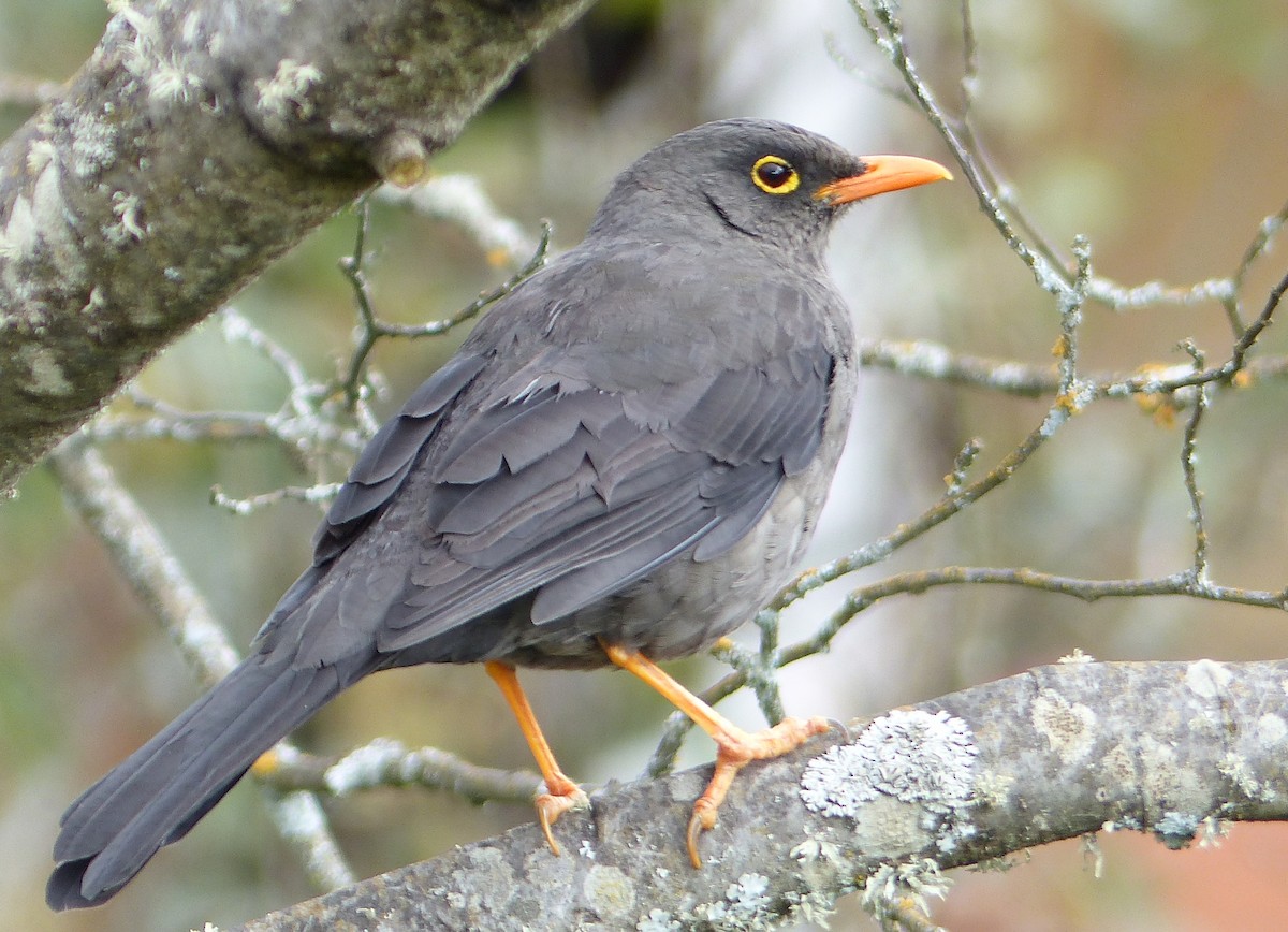Great Thrush - ML645205297