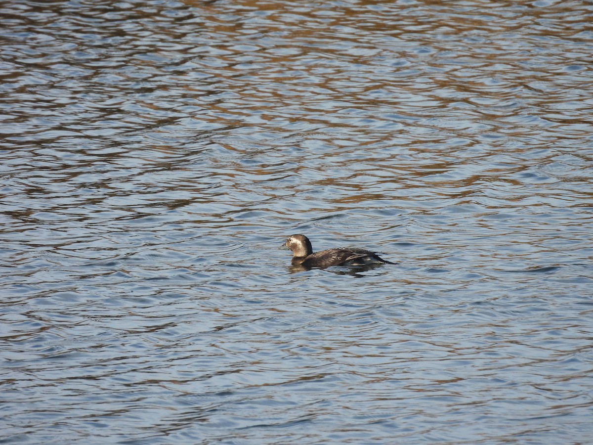 Long-tailed Duck - ML645205303