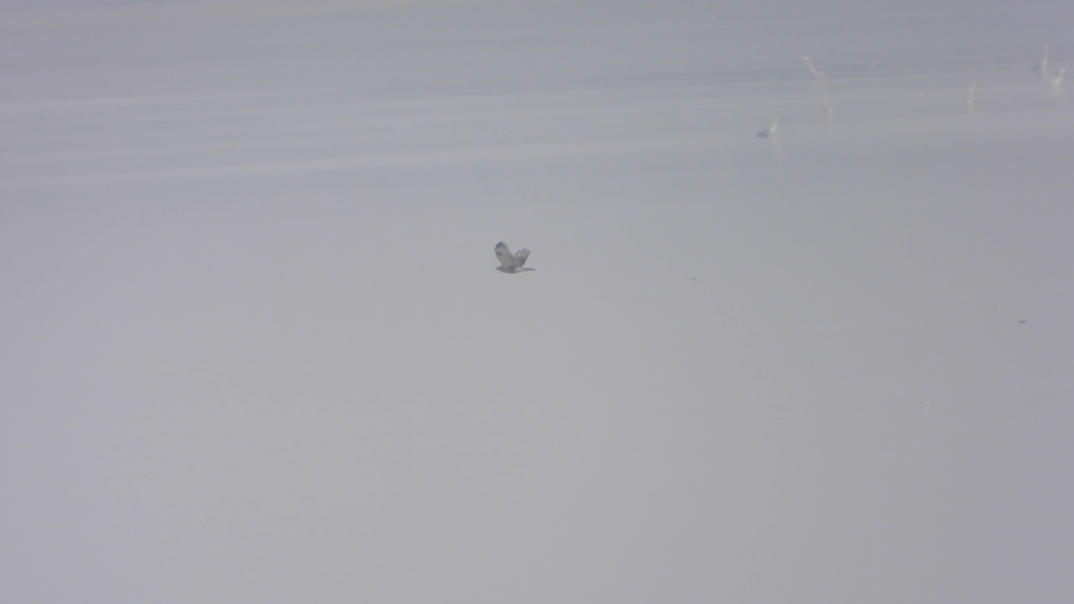 Eastern Marsh Harrier - ML645205304