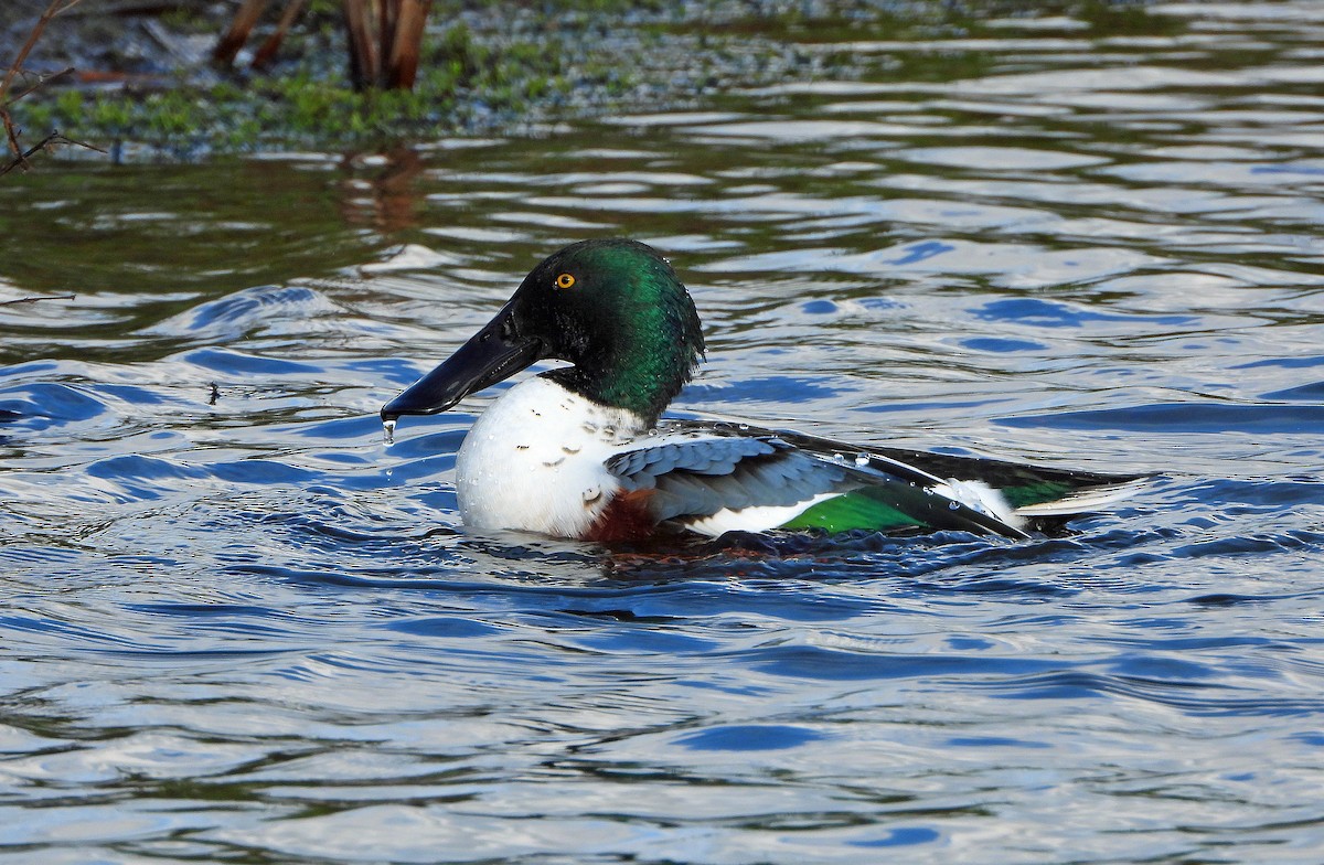 Northern Shoveler - ML645205305