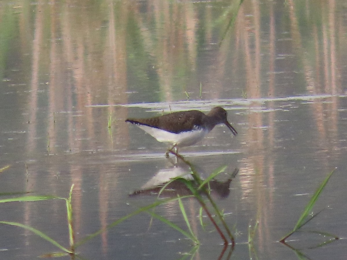 Green Sandpiper - ML645205306