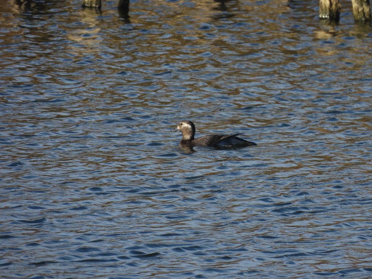 Long-tailed Duck - ML645205307