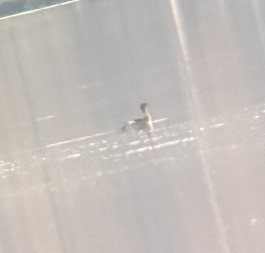 Red-breasted Merganser - ML645205309