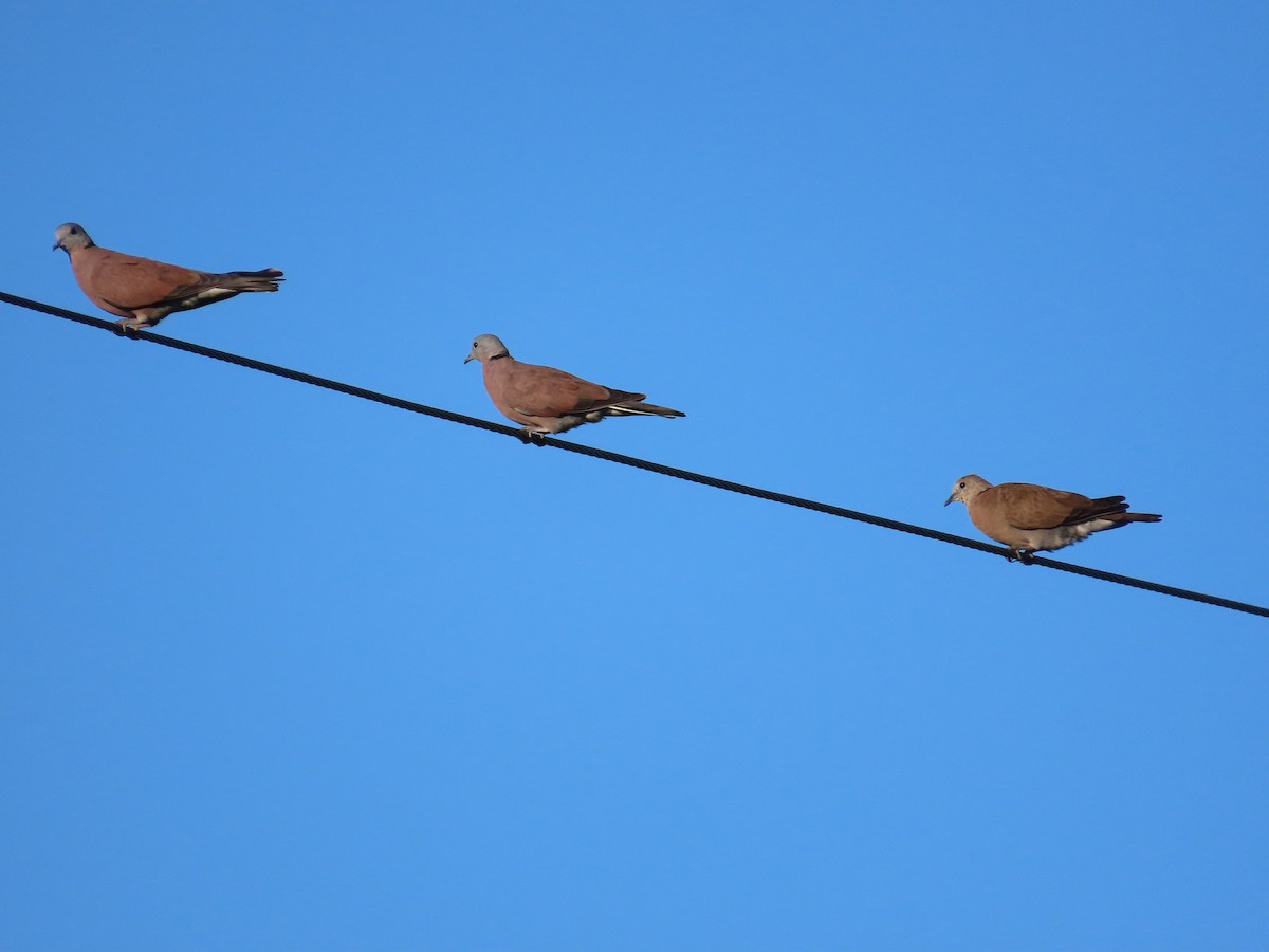 Red Collared-Dove - ML645205310