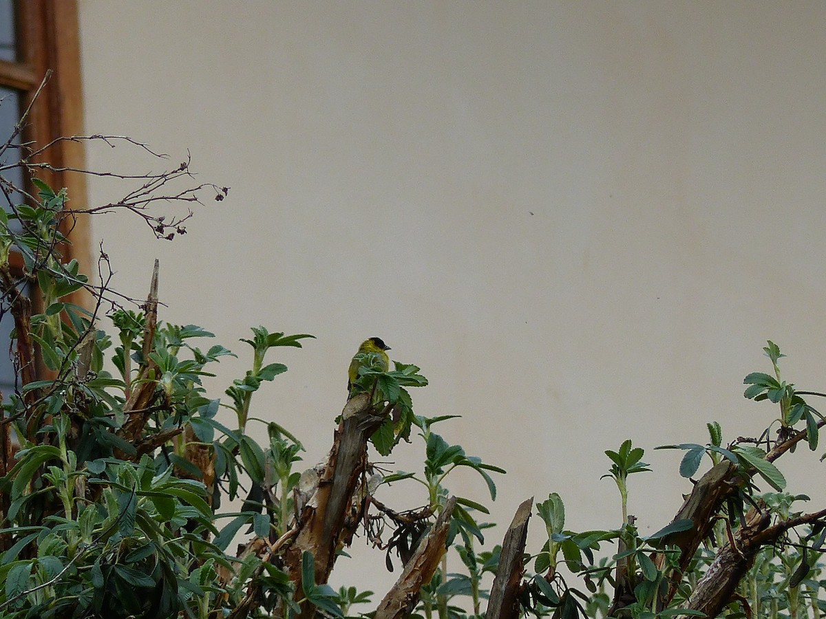 Hooded Siskin - ML645205311