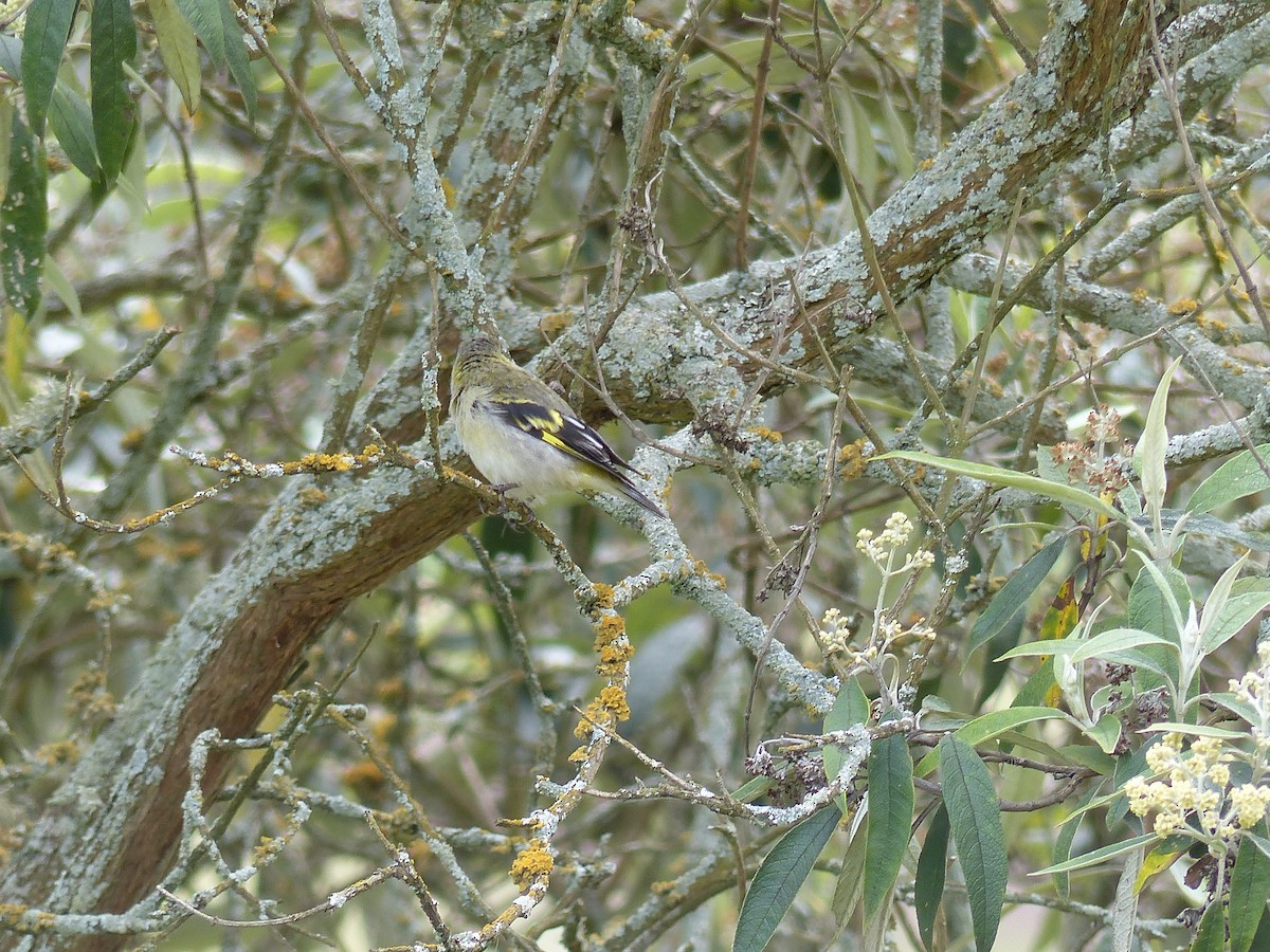 Hooded Siskin - ML645205312
