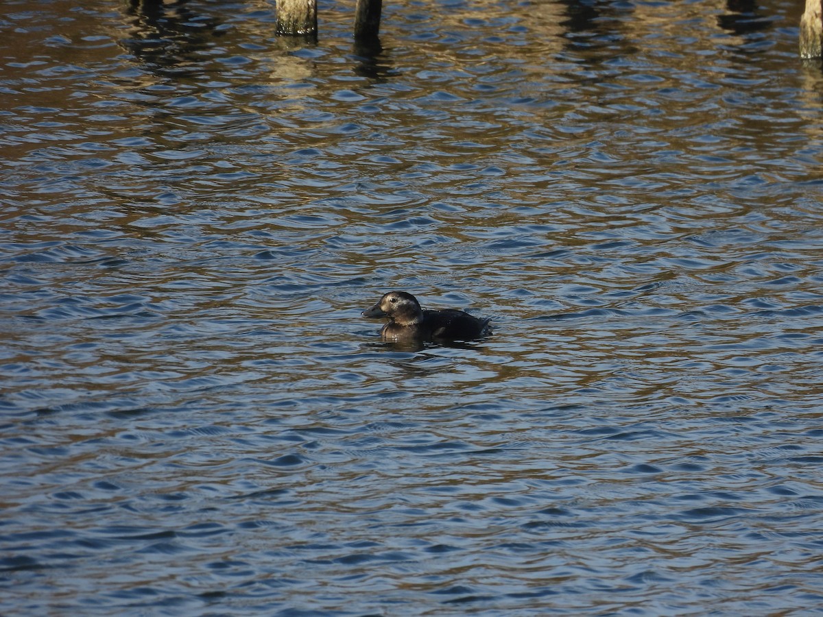 Long-tailed Duck - ML645205313