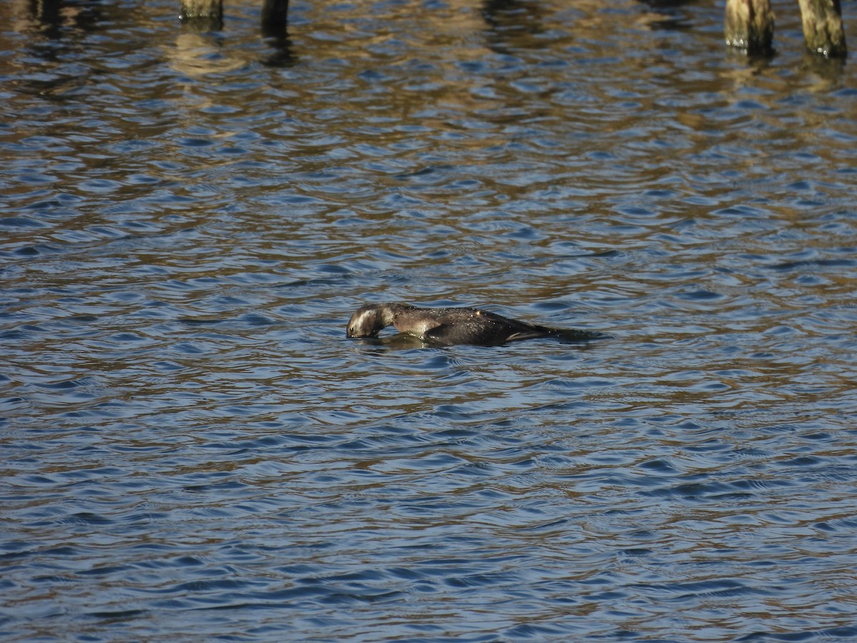 Long-tailed Duck - ML645205314