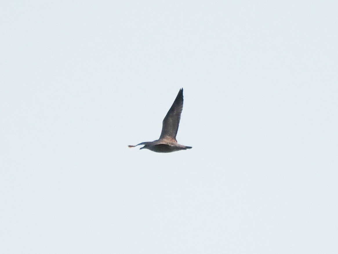 Larus sp. - ML645205317