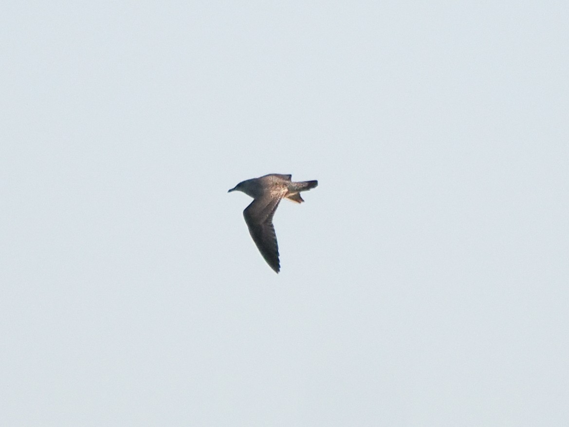 Larus sp. - ML645205318