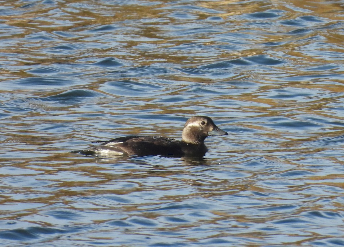 Long-tailed Duck - ML645205323