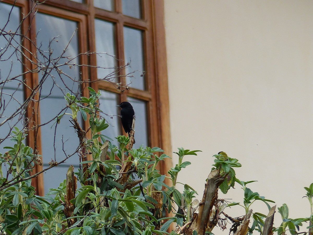 Black Flowerpiercer - ML645205325