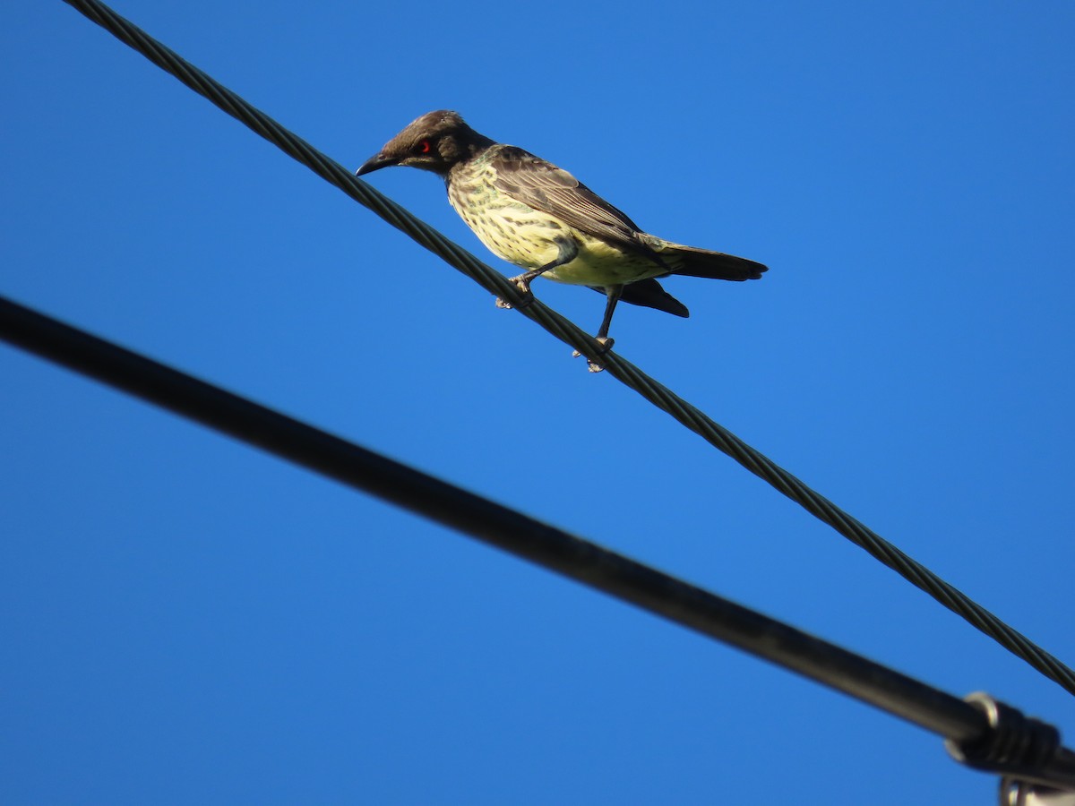 špaček rudooký - ML645205337