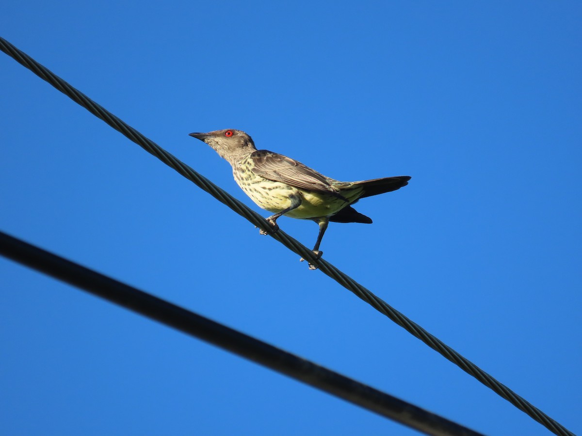 špaček rudooký - ML645205338