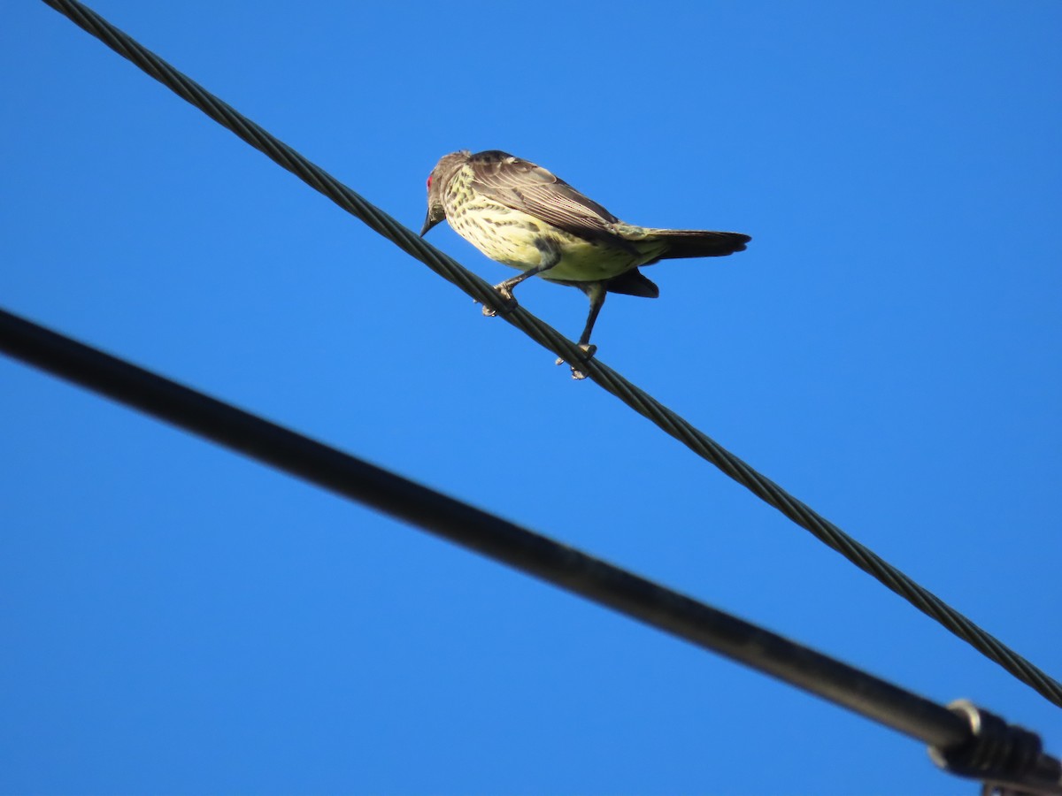 špaček rudooký - ML645205339