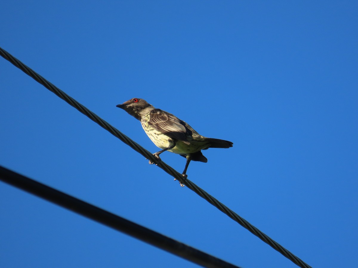 špaček rudooký - ML645205340