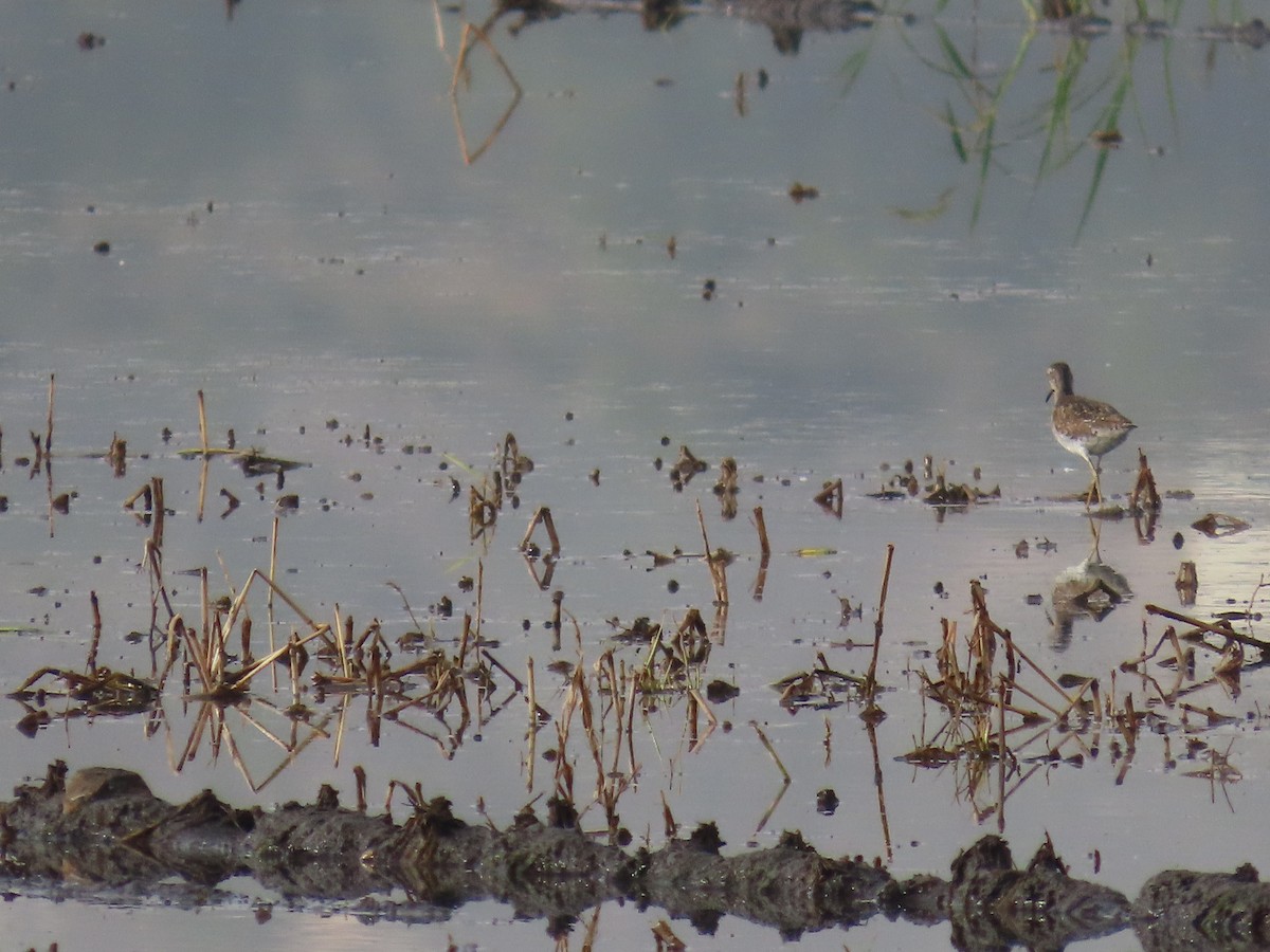 vodouš bahenní - ML645205343