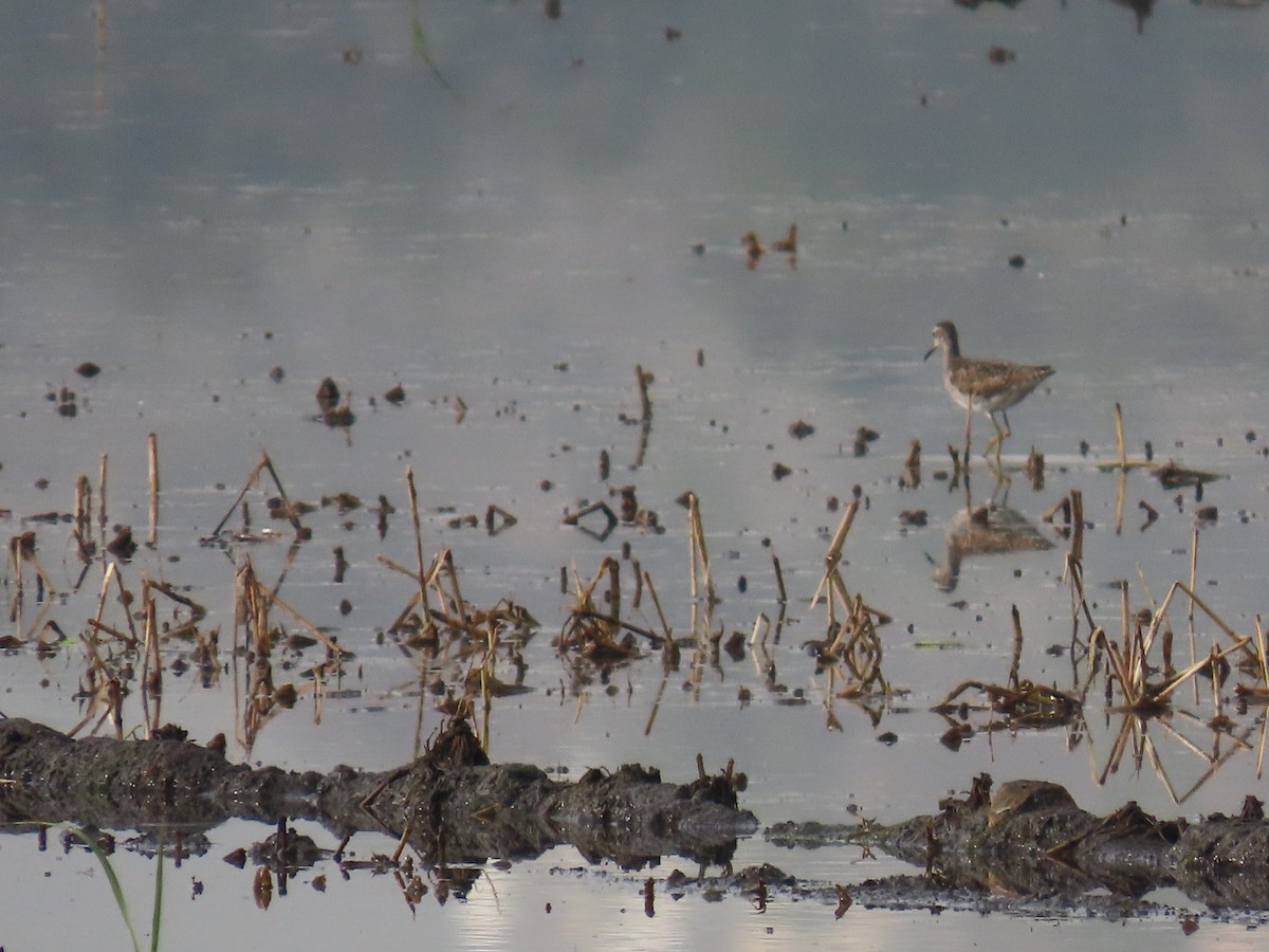 vodouš bahenní - ML645205349