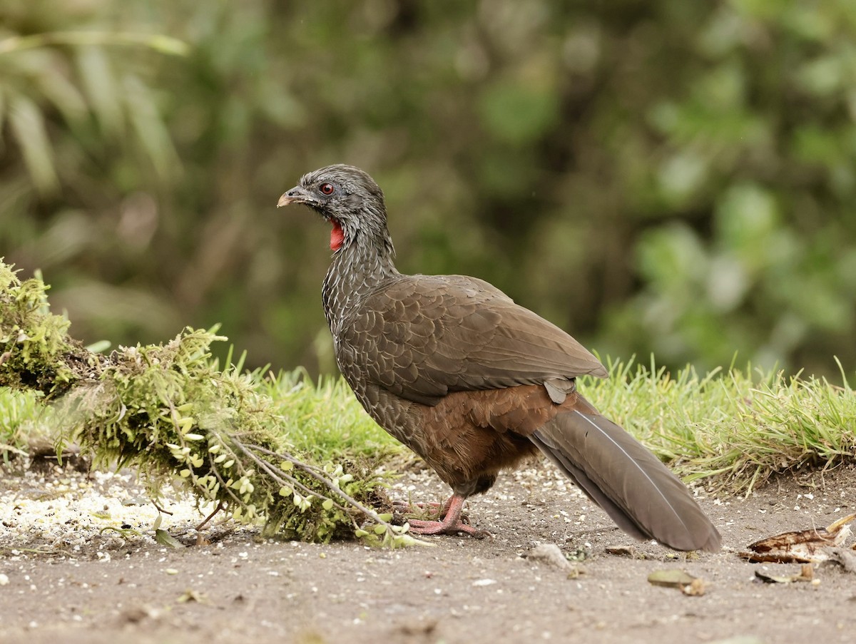 Пенелопа андська - ML645205369