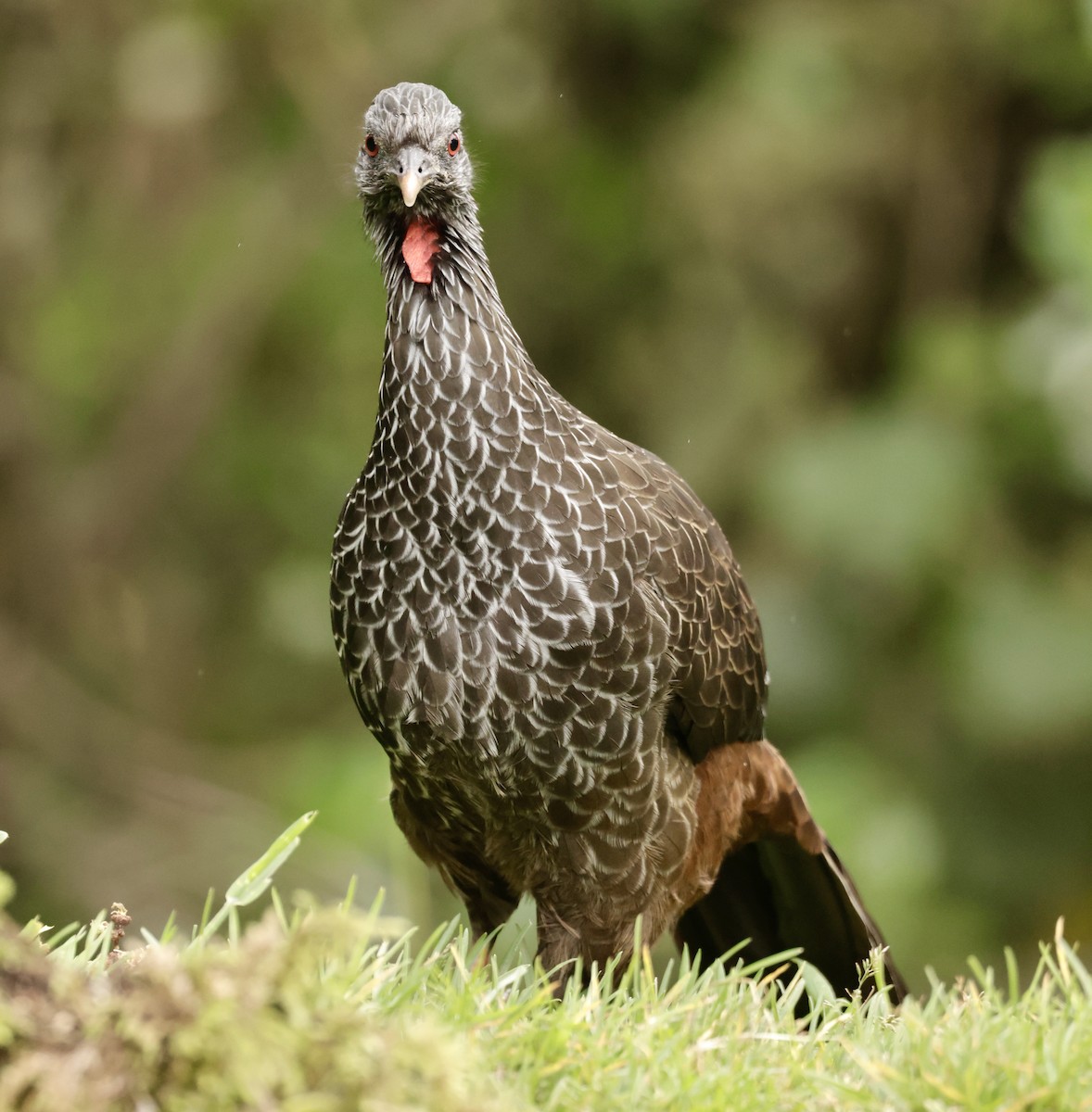 Пенелопа андська - ML645205370