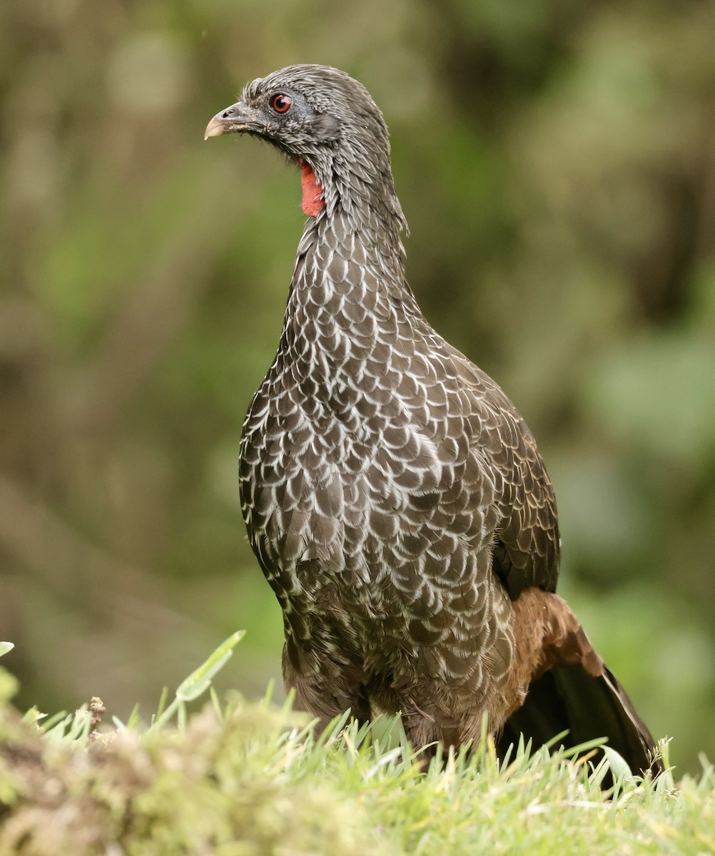 Пенелопа андська - ML645205371