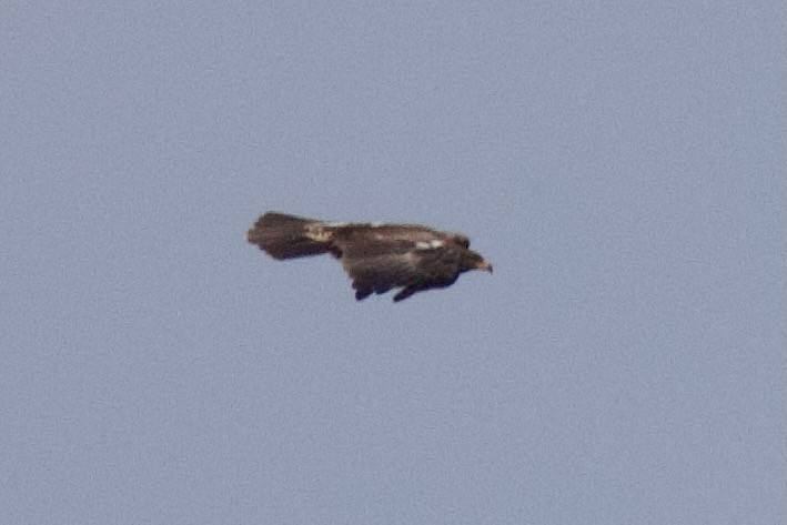 Common Quail - ML645205398