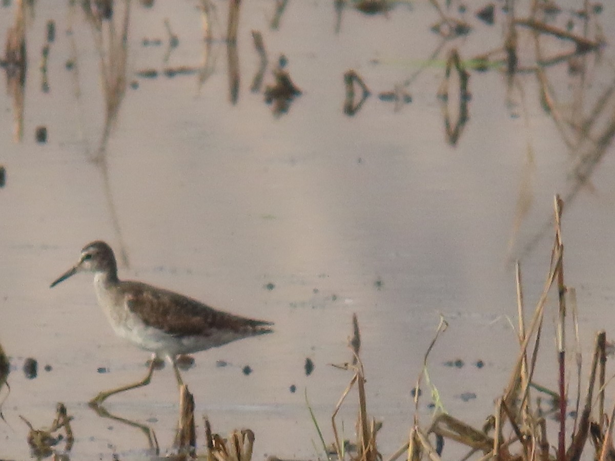 vodouš bahenní - ML645205406