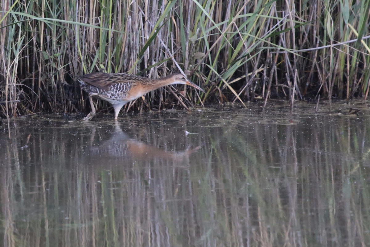 King Rail - Alex Cardona