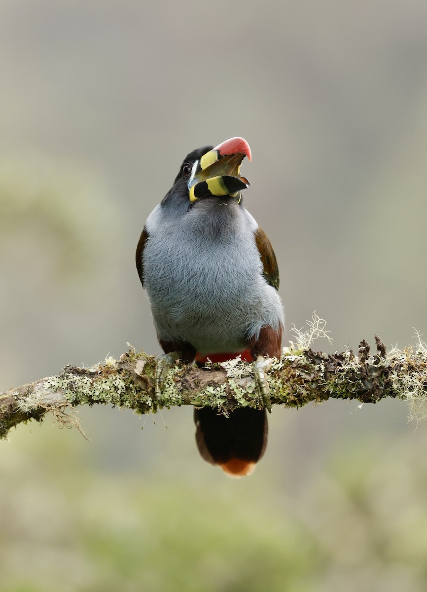 lavendeltukan - ML645205429