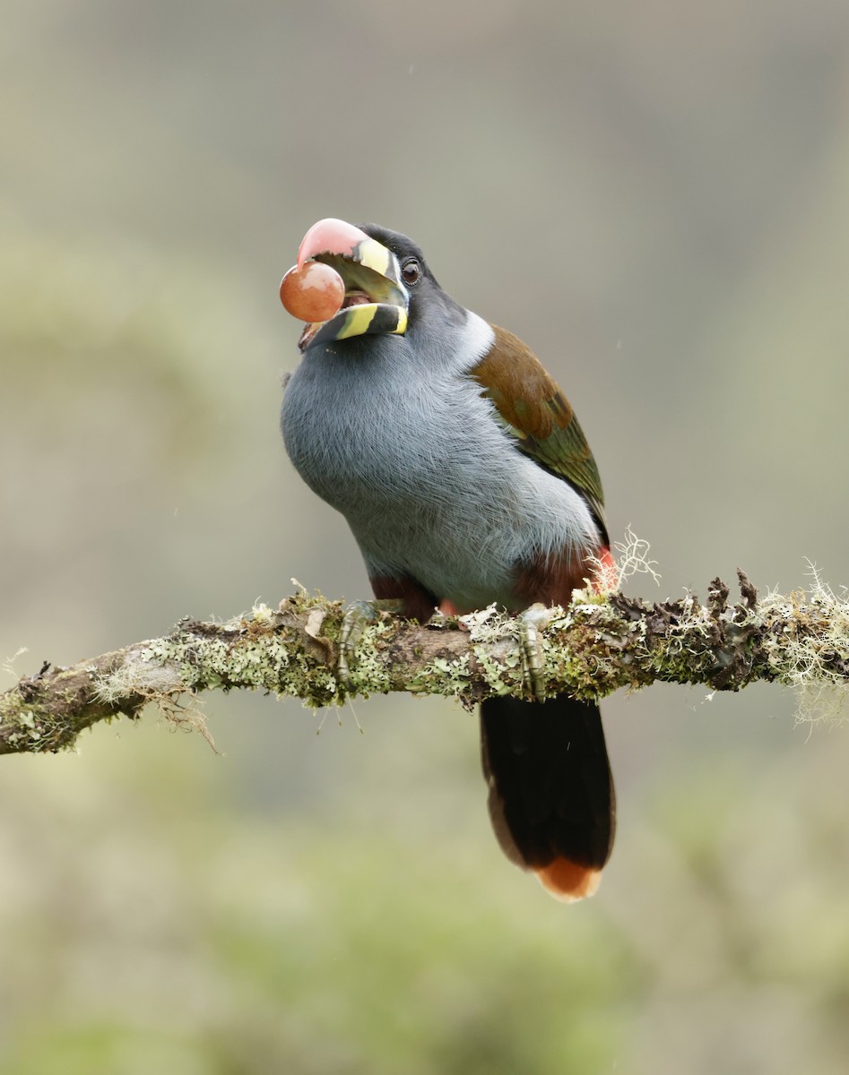 lavendeltukan - ML645205430