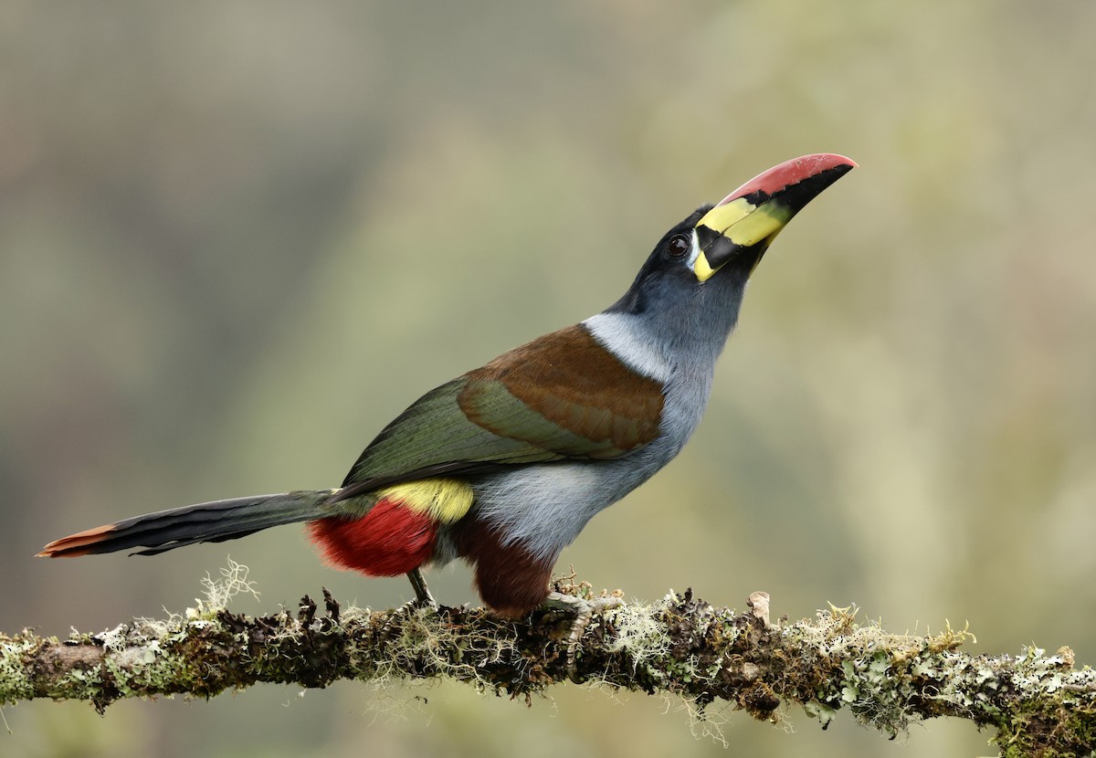 lavendeltukan - ML645205431