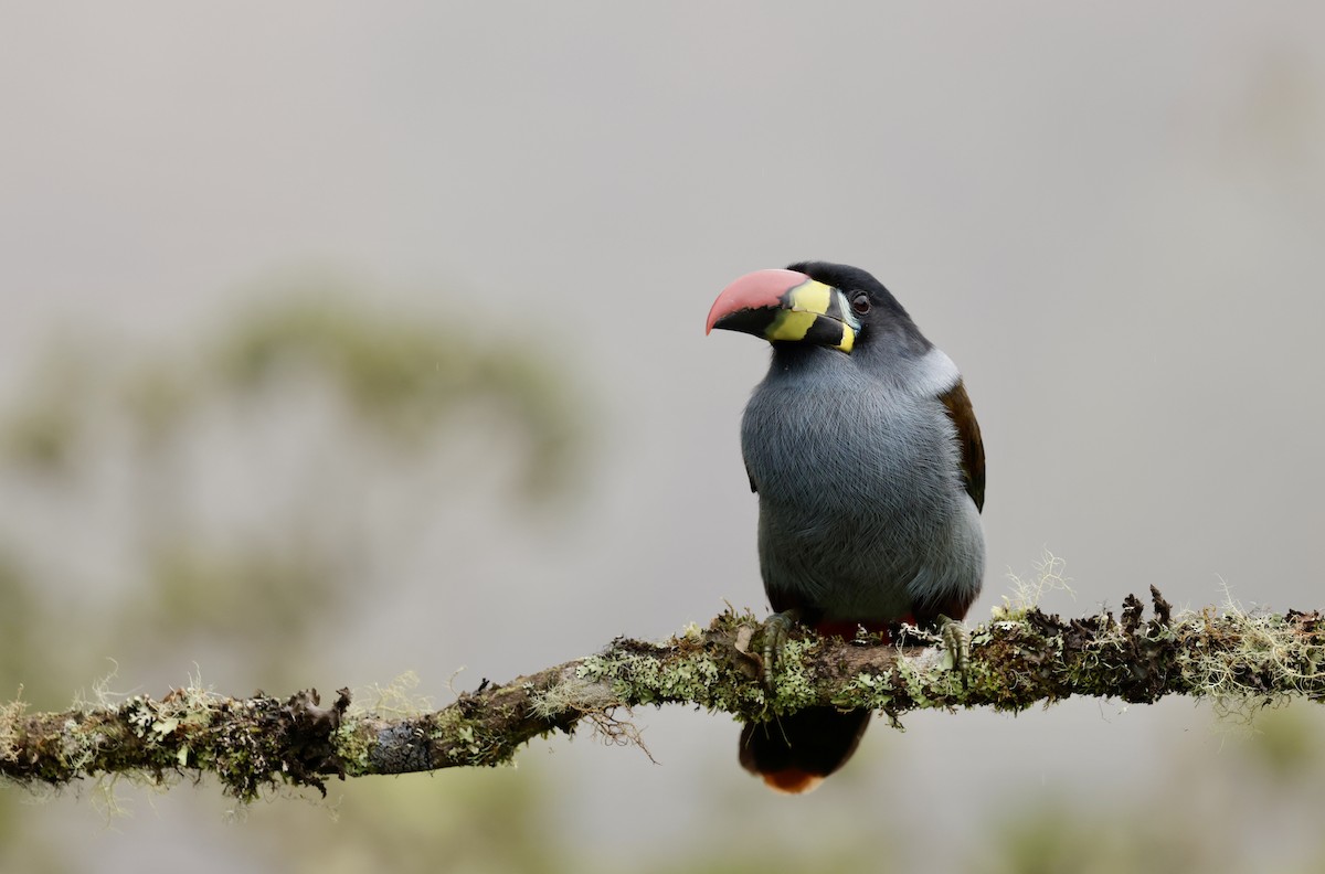 lavendeltukan - ML645205432