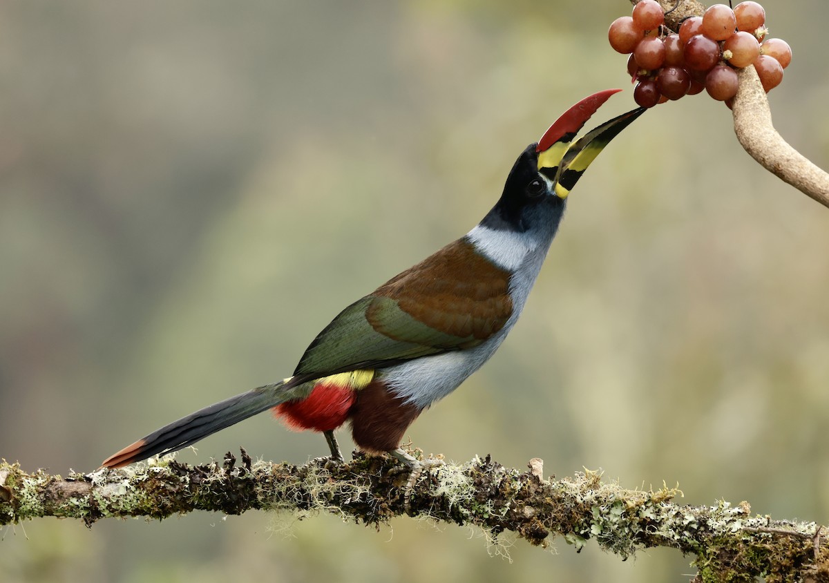 lavendeltukan - ML645205433