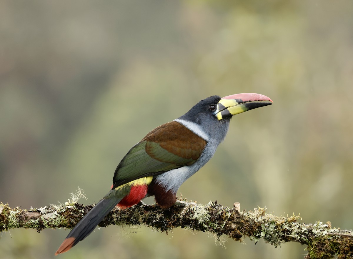 lavendeltukan - ML645205434