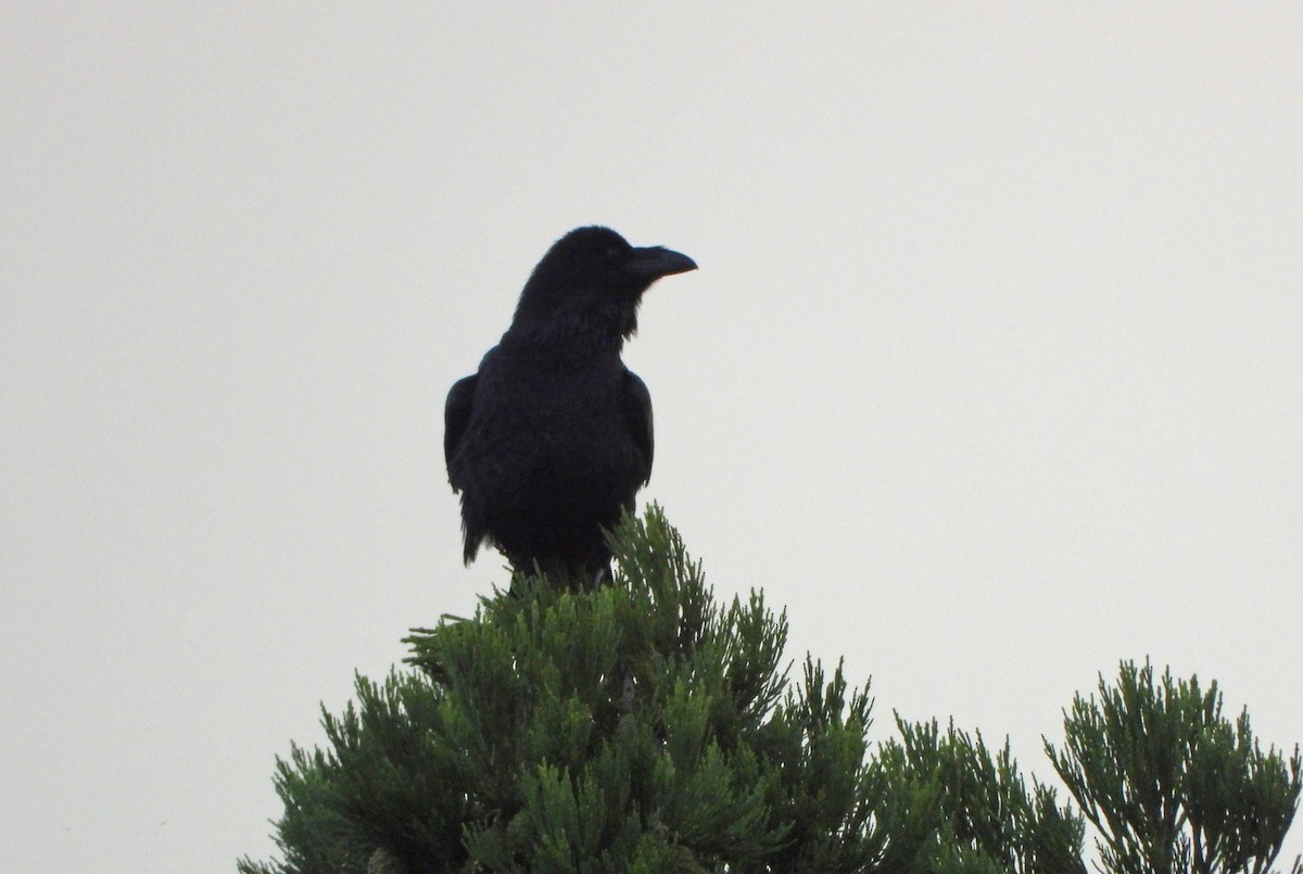 Erroi handia - ML645205452