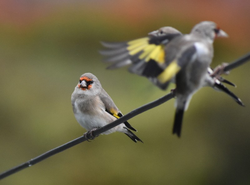 Jilguero Oriental - ML645205470