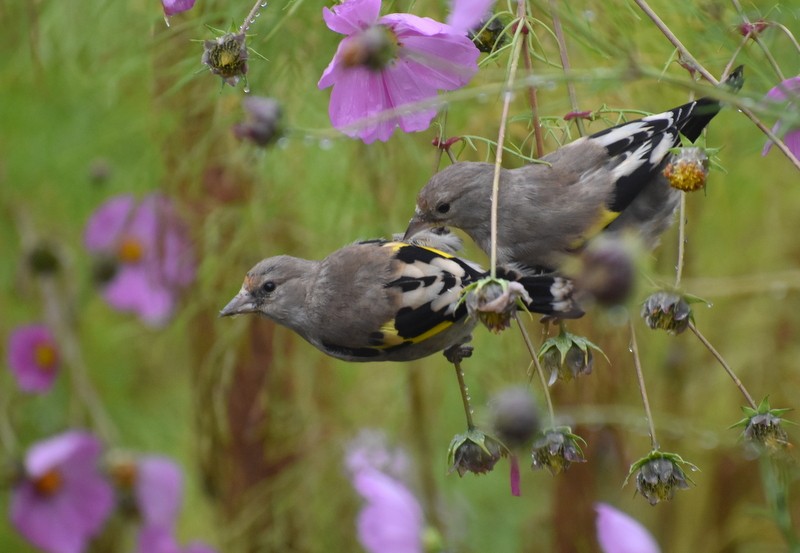 Jilguero Oriental - ML645205472