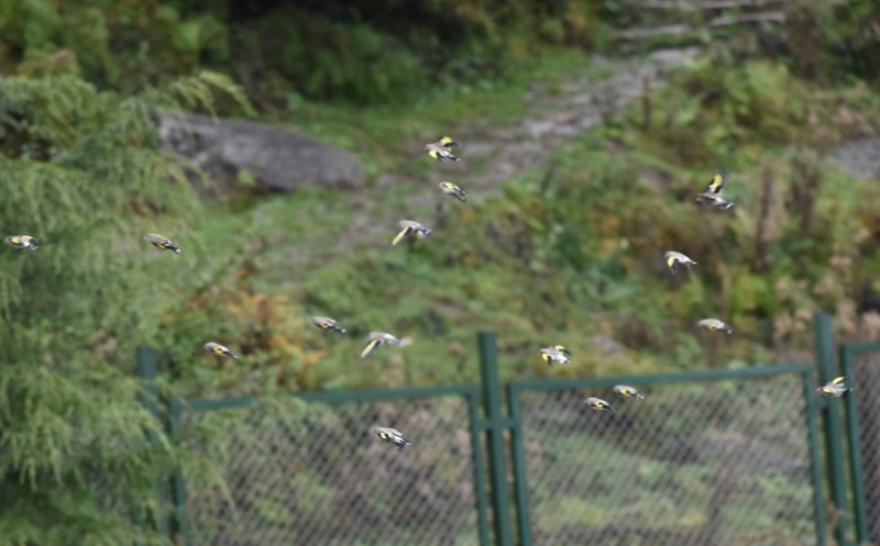 Jilguero Oriental - ML645205473