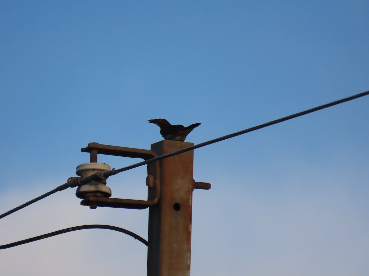 špaček rudooký - ML645205474