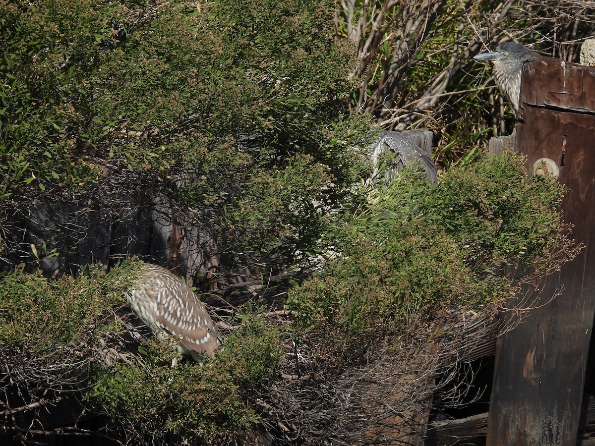 Квак чорногорлий - ML645205479