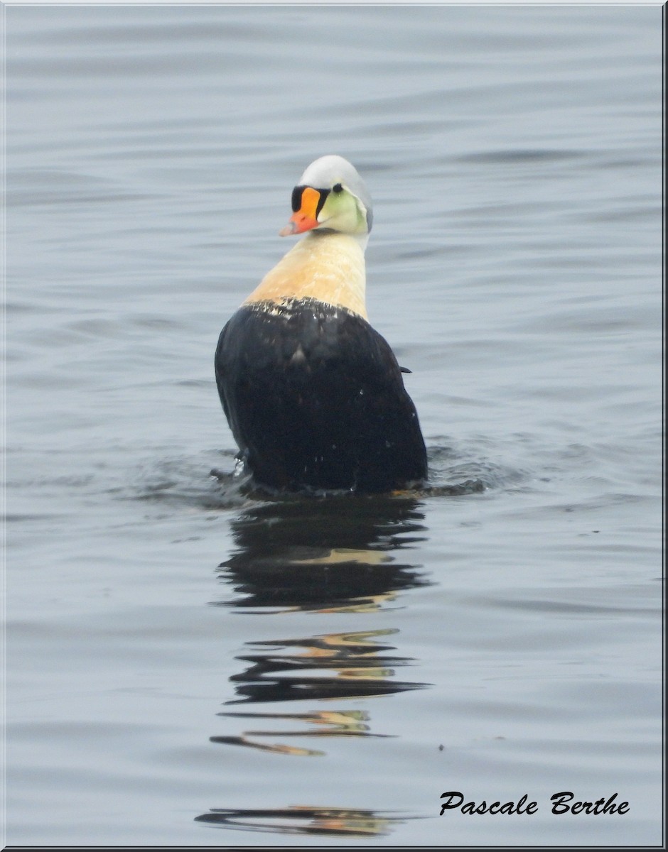 King Eider - ML645205520