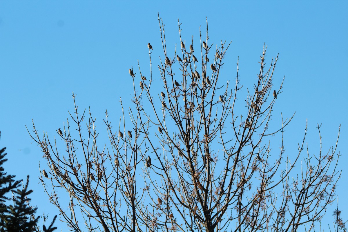 Bohemian Waxwing - ML645205523
