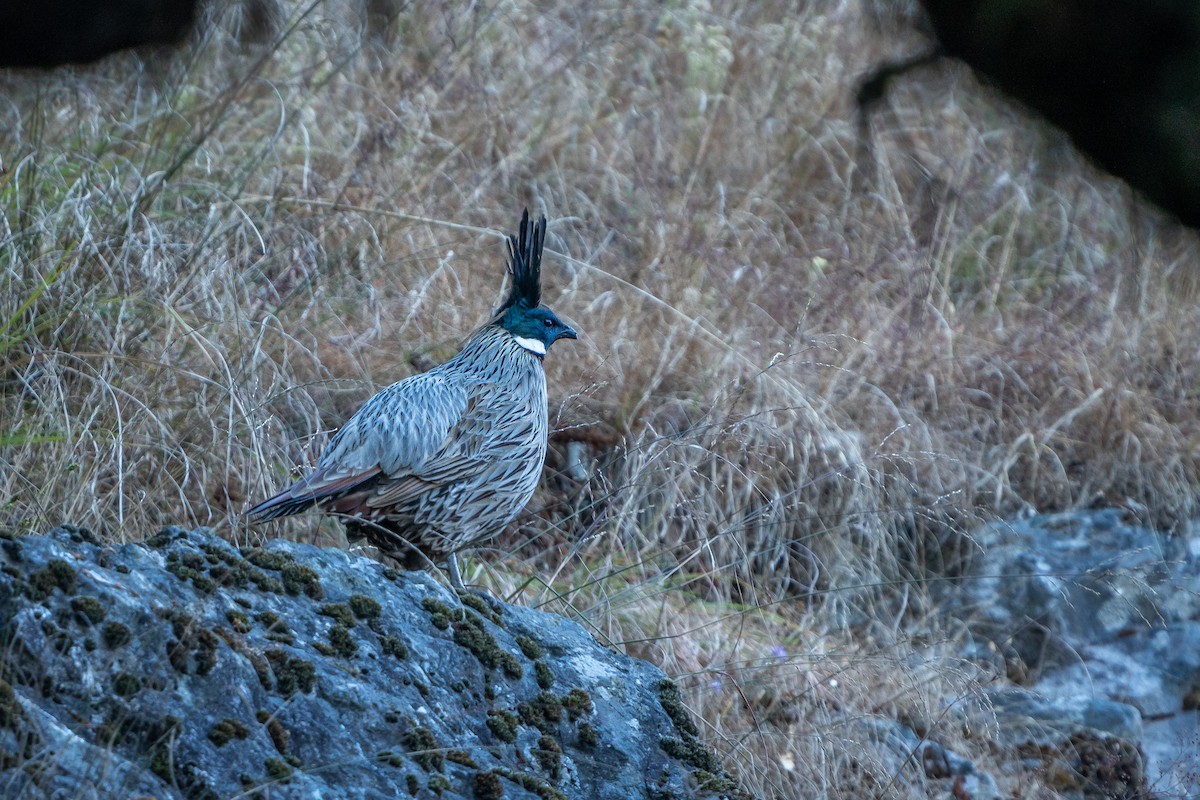 bažant chocholatý - ML645205540