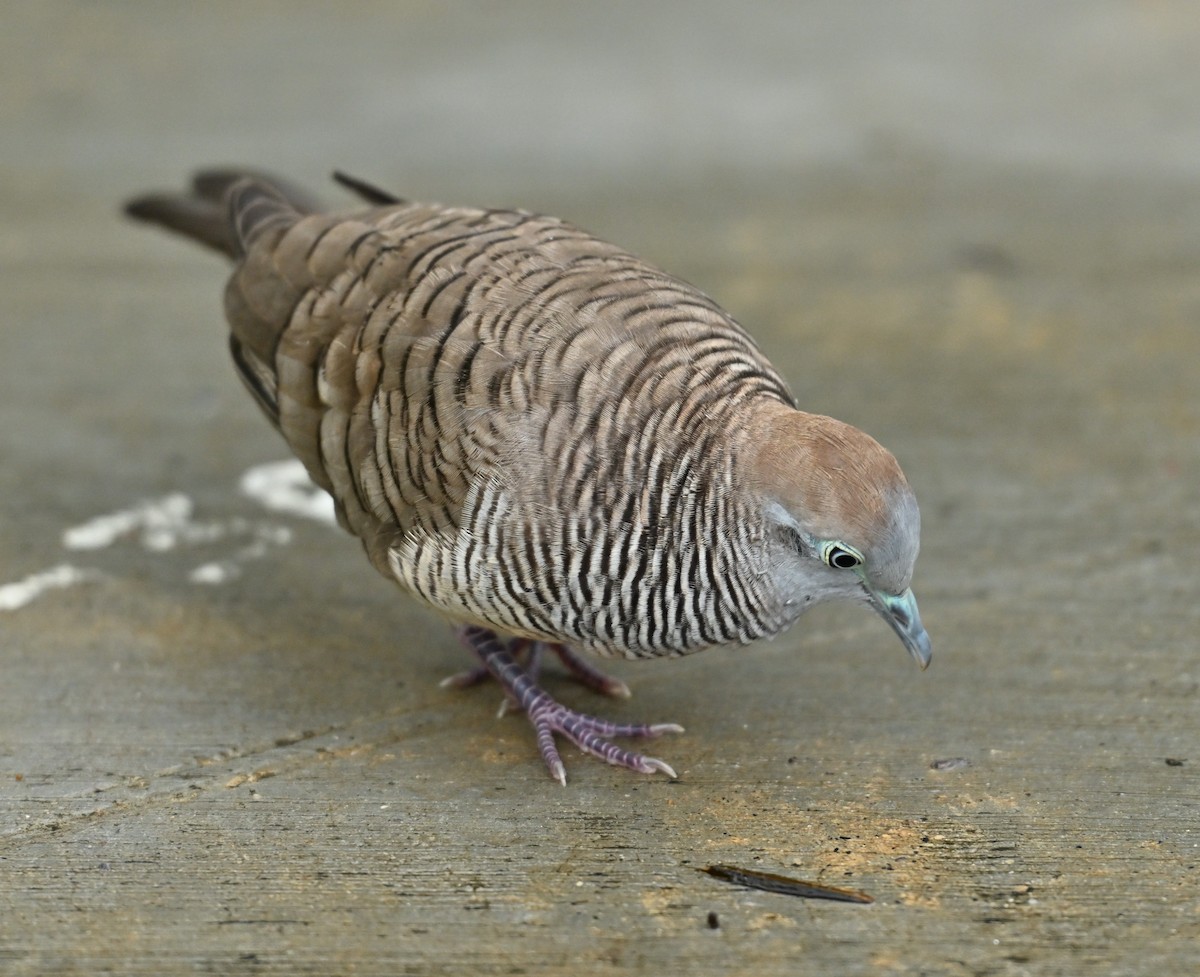 Zebra Dove - ML645205542